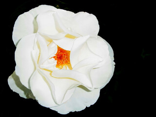 Rosa