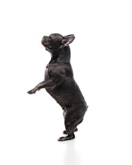 Adorable purebred dog, French bulldog with black fur standing on hind legs isolated on white studio...