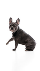 Side view image of beautiful, purebred, black French bulldog sitting and giving paw, looking at camera isolated on white studio background. Concept of animals, domestic pet, health, care, vet