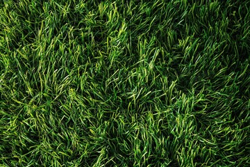 Obraz premium Green grass texture background, top view, flat lay, high resolution, real texture of green artificial lawn with no people