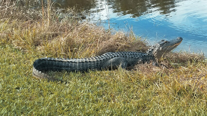 Alligator by the water