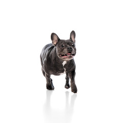 Funny image of cheerful, happy, purebred dog, French Bulldog in motion, running isolated on white studio background. Concept of animals, domestic pet, health, care, vet. Copy space