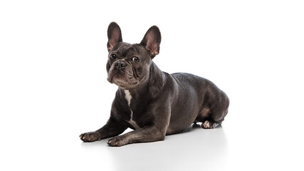 Adorable purebred dog, black French Bulldog calmly lying on floor and looking at camera isolated on white studio background. Concept of animals, domestic pet, health, care, vet. Copy space