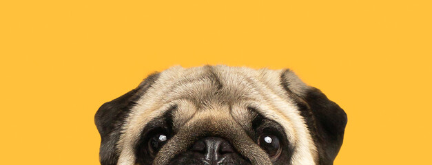 Cute curious pug dog isolated on yellow background portrait pet 