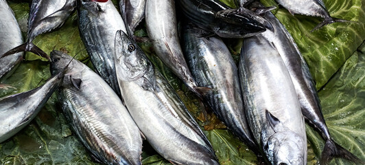 raw fish big fish bonito background