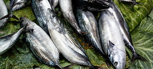 raw fish big fish bonito background