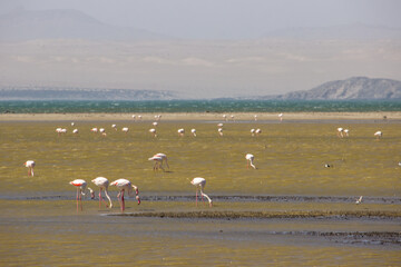 A flock of greater flamingos busy feeding in a shallow salt pond on the Luderitz Peninsula in Namibia.