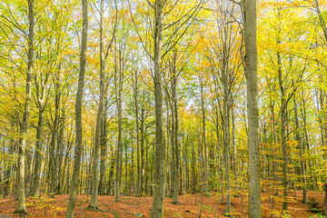 Obraz premium Autumn in Denmark 