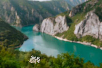 White Flower with Unfocussed Piva Lake Background