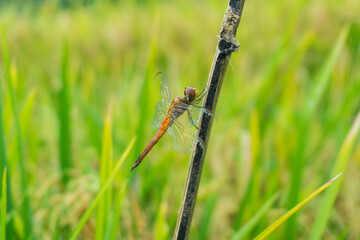 Dragonfly perched on a bamboo pole with a rice field in the background on a day after rain.