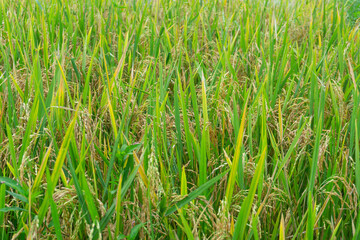 Rice field with many rice seeds and beautiful green leaves as background. Typical rice field in Southeast Asia.