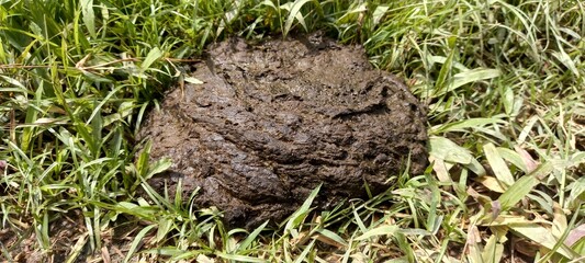 Cow dung can be used as organic fertilizer