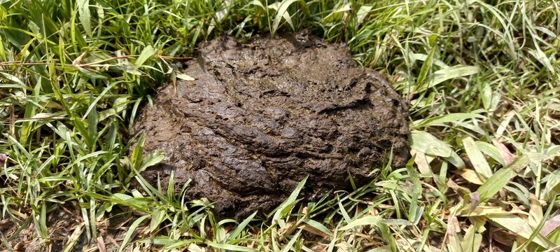 Cow dung can be used as organic fertilizer