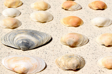 Modern background. Beautiful composition of seashells