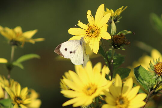 Papillon blanc 