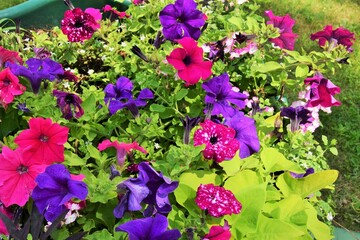 beautiful petunia flowers in a flowerpot on the town square