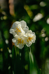Obraz premium Small bush narcissus. Terry daffodil Bridal Crown. Spring flowers in the garden. Botanical photography. Vertical image. 