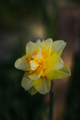Narcissus in the garden. Peony daffodil in the garden. A large yellow flower. Vertical photo.