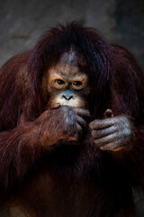 Portrait of baby bornean orangutan