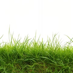 Fototapeta premium green grass on a white background, transparent