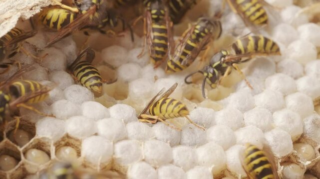 wasp honeycombs Close-up, Natural bees nest, insect habitat with larvae, wasp eggs, colony Vespula vulgaris dangerous insects, potential hazard