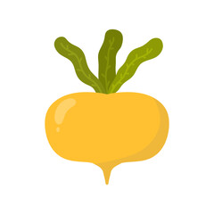 radish or turnips. Vector illustration isolated on white background. turnip vegetable for cooking meals