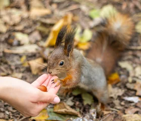 Cute squirrel took a nut from a man's hands