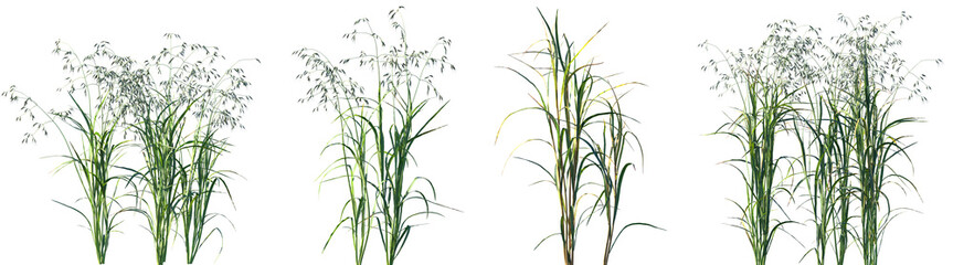 Set of Avena sativa (The oat) frontal isolated png on a transparent background perfectly cutout high resolution