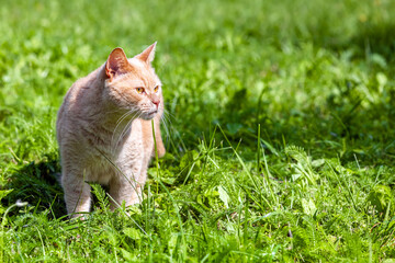 beige cat sitting on green grass in the park.  ginger cat walking on green grass. domestic cat as a wild cat. 