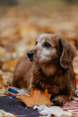 An old little dog. A half-breed long-haired dachshund in the park in autumn. A dog in yellow leaves.