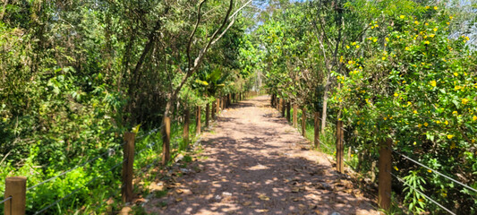 Obraz premium eucalyptus plantation farm in sunny day in brazil countryside on dirt road