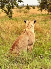 lion in the grass