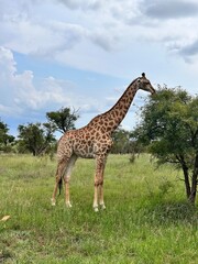 Obraz premium girrafe in africa