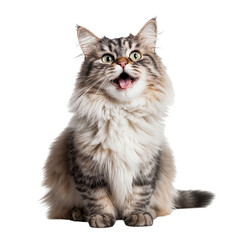 British longhair cat isolated on transparent background