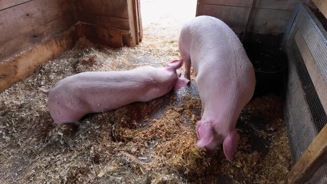 Pink pigs in St. Jacobs farmer's market in Waterloo, Ontario, Canada. Canada's largest year round farmer's and flea market. Popular destination for communities residents and tourists.