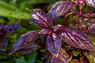 Purple basil. Close-up. Herb garden. Purple basil in herb garden