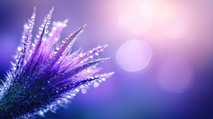 Close-Up of Purple Thistle with Morning Dew