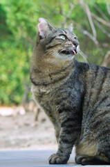 見つめる猫
