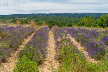Obraz premium Lavender field in France