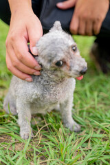 The cute poodle dog plays happily on the grass in the park on the weekend and is quite happy