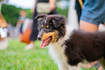 The cute Shetland Sheepdog was happily playing on the grass in the park over the weekend.