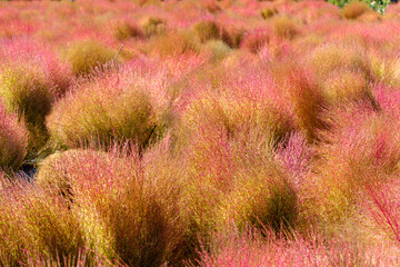 Colorful Landscape of Cotton Grass in Autumn