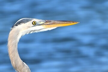 Closeup of Great Blue Heron