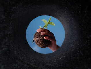 Planting young plant into the ground,View of a freshly dug pit in a bed,View from below,dry Cerbera odollam seed