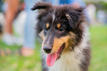 The cute Shetland Sheepdog was happily playing on the grass in the park over the weekend.