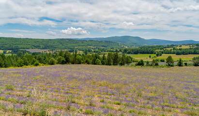 Lavender field in France