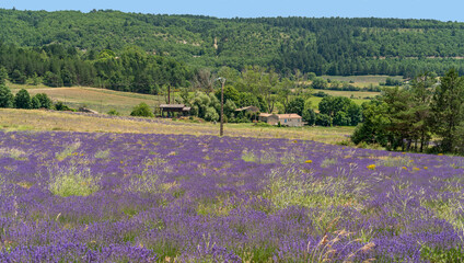 Lavender field in France
