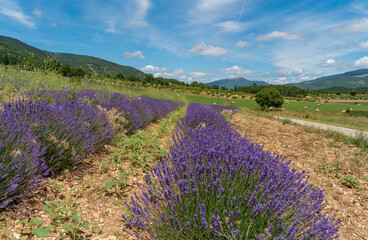 Naklejka premium Lavender field in France