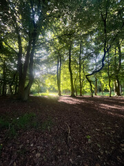 Fototapeta premium morning in the woods