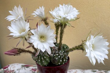 fiori bianchi di cactus, white flower of cactus